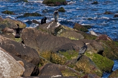 Great Cormorant